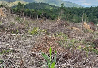 Bắt giam Chủ tịch Công ty trong vụ phá 30.000 m2 rừng để ‘trồng rừng’