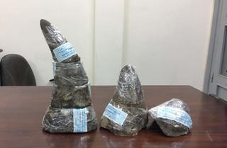 Bắt giữ 1,5 kg sừng tê giác nhập lậu qua sân bay Tân Sơn Nhất