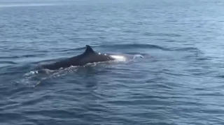 Cá voi ‘khủng’ xuất hiện ở vùng biển Cù Lao Chàm