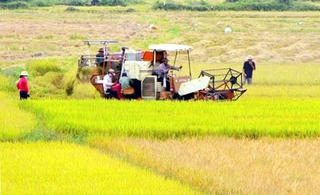 Bạc Liêu xây dựng cánh đồng mẫu lớn