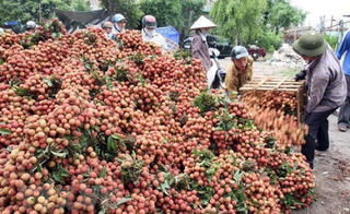 Sôi động mùa vải thiều