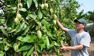 800 tấn xoài Suối Lớn ra Bắc