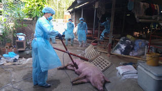 TP HCM: Phát hiện ổ dịch tả heo châu Phi đầu tiên tại quận 9