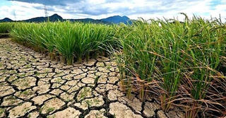 Sống trong 'chảo lửa'