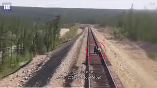 Xả thân cứu hai con nhỏ, gấu mẹ bị tàu hỏa đâm chết