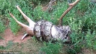 Trăn khổng lồ nuốt trọn con hươu trước mặt du khách