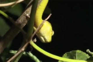 [VIDEO] Kinh hãi rắn hoành hành khiến đảo Guam bặt tiếng chim