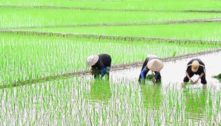Yêu cầu kết thúc gieo cấy trước ngày 10/8
