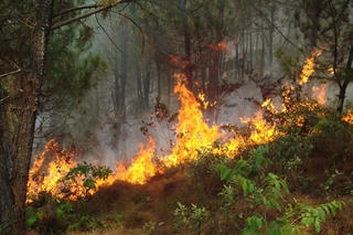 Chạy không kịp, người đàn ông bị thiêu cháy trong rừng thông