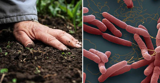 Nhiễm vi khuẩn 'ăn thịt người': Dấu hiệu và cách phòng tránh