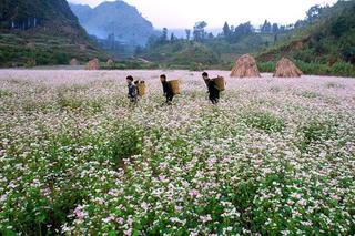 Qua miền tam giác mạch