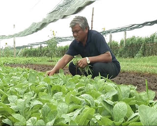 Đổi thay nhờ trồng rau hữu cơ