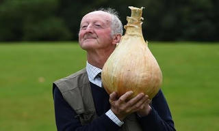 Củ hành tây nặng tới 6,65 kg