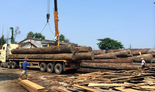Một lái xe bị gỗ đè tử vong