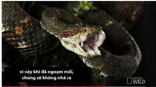 [VIDEO] Nhát cắn tử thần của loài rắn kịch độc