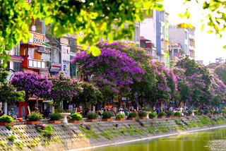 [ẢNH] Đầu hè, Hà Nội và hoa