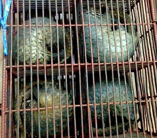 Kon Tum: Xử phạt 30 triệu đồng cơ sở nuôi, nhốt động vật trái phép