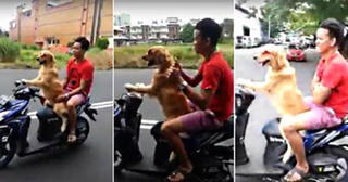 Hy hữu chó lái xe máy đèo... chủ