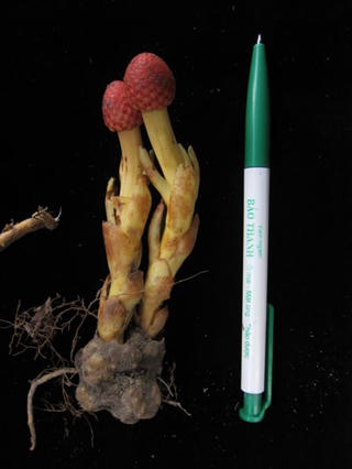 Thuốc quý cho đàn ông