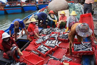 Quảng Ngãi:  45 chủ tàu cá ra khơi đánh bắt trở lại