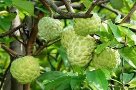 Kỹ thuật trồng na dai