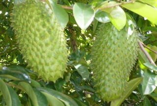 Trồng mãng cầu xiêm