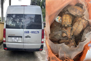 Quảng Ninh: Phát hiện xe đò chở 34 'khách' là rùa quý hiếm