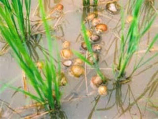 Thông tư quy định Danh mục 19 loài ngoại lai xâm hại