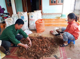 Đà Bắc (Hòa Bình): Nghệ xuống giá, người dân khó khăn