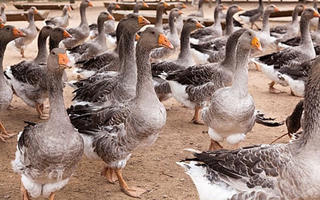 Lo ngại dịch cúm H5N8, Pháp tiêu hủy 600.000 con gia cầm