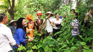 Vốn quý từ những cây thuốc