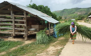 Thiếu cỏ, trâu bò ở Krông Bông giảm mạnh