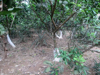 Lao đao vì Thanh Trà Huế chậm nở hoa