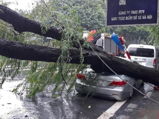Hà Nội: Mưa to, cây xanh bật gốc, đè bẹp xe Camry