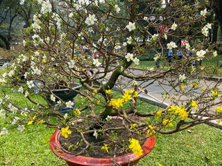 'Độc nhất vô nhị' cây mai nở cùng lúc hai màu hoa trắng và vàng