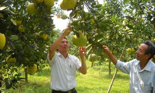 Hợp tác xã kiểu mới: Hướng phát triển bền vững