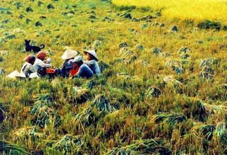 Hậu Giang: Nâng cao giá trị lúa gạo