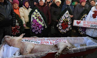 Nông dân tổ chức đám tang cho... lợn