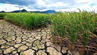 El Nino có thể chấm dứt từ tháng 6