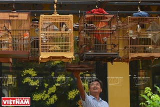 Huế: Rộn rã tiếng chim chào mào líu lo trong Thành nội