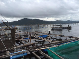 Phú Yên: Tôm hùm tại vùng nuôi của thị xã Sông Cầu chết do bệnh sữa