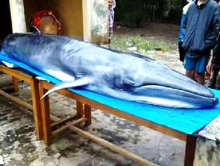 Cá voi nặng 200 kg lụy bờ tại Núi Thành (Quảng Nam)