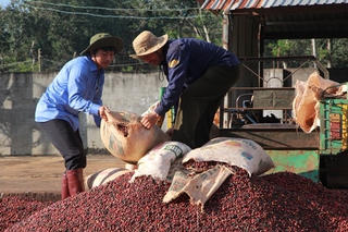 Công ty TNHH MTV Cà phê Đắk Nông: Sai phạm tràn lan