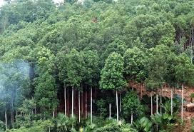 Quảng Nam: Qui hoạch 10.000 ha quế Trà My