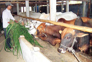 Nuôi bò nhốt chuồng