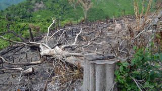 Ngăn chặn buôn bán động vật hoang dã, phá rừng