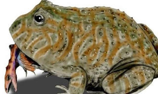 Loài 'Cóc quỷ' cổ đại dài tới nửa mét và nặng hơn 4,5 kg