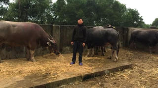 Một lão nông bị người thân dùng ô tô ‘chôm’ mất 8 con trâu