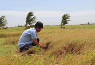 Đồng bằng sông Cửu Long: Nhiều diện tích lúa bị dịch bệnh