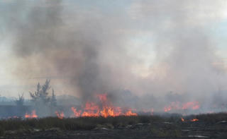 Cháy khoảng 10ha rừng phi lao ven biển